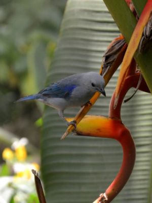 Jardín Botánico del Quindío • La Colombia Real • Aves y Plantas Exóticas