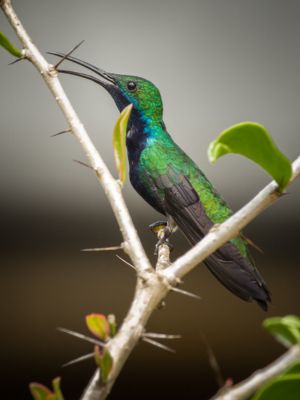 Jardín Botánico del Quindío • La Colombia Real • Colibrí