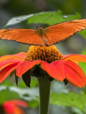 Jardín Botánico del Quindío • La Colombia Real • Mariposa y Flor