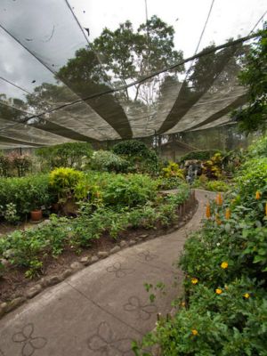 Jardín Botánico del Quindío • La Colombia Real • Mariposario