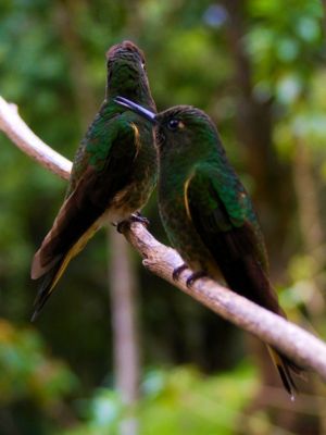 Trekking por el Valle del Cocora todo lo que Necesitas Saber para tu Aventura Perfecta • Colibris